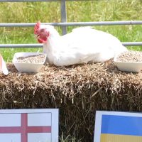 Euro 2020: Τι έδειξε το κοτόπουλο της Sun για το Ουκρανία-Αγγλία (vid)