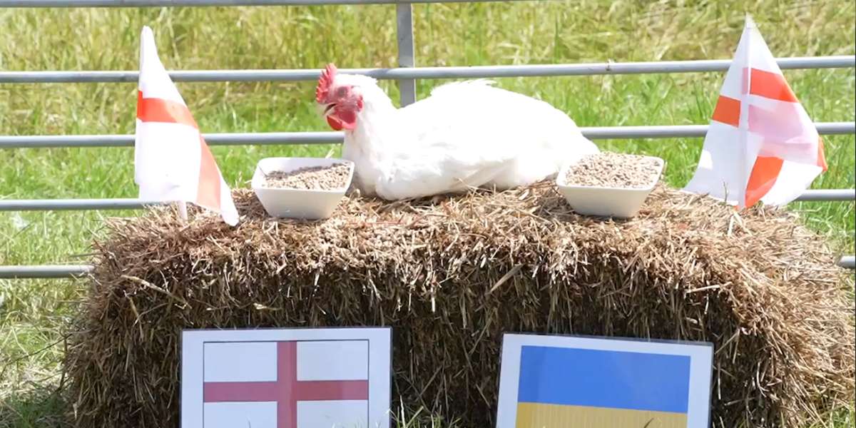 Read more about the article Euro 2020: Τι έδειξε το κοτόπουλο της Sun για το Ουκρανία-Αγγλία (vid)