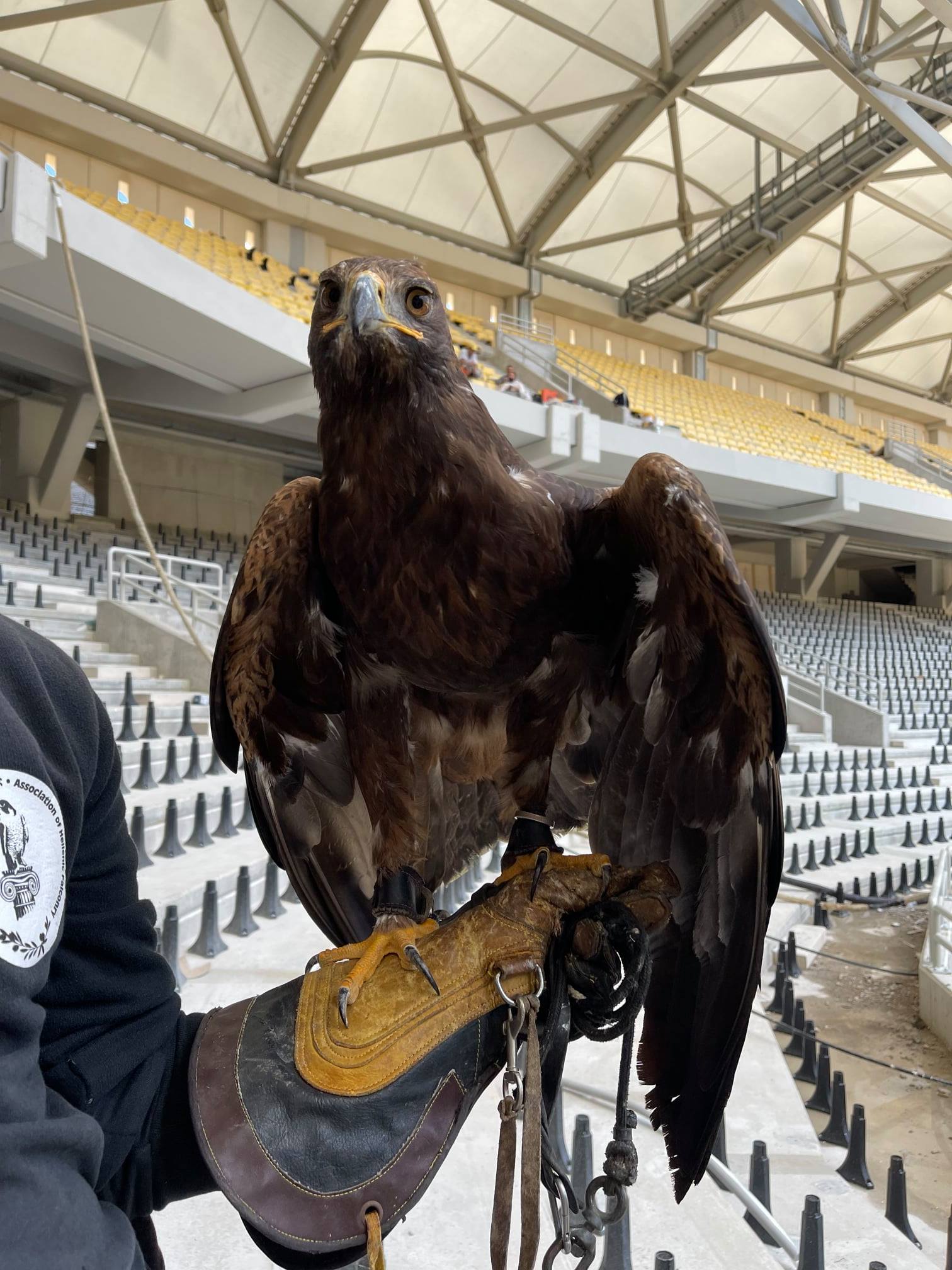 AEK:Αυτός είναι ο αετός που εκπαιδεύεται για την πρώτη του πτήση στη Νέα Φιλαδέλφεια, στα πρότυπα της Μπενφίκας.