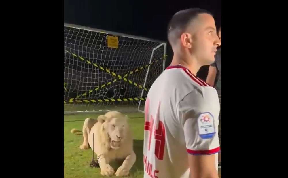 Read more about the article Μανωλάς: Η τρομάρα που πήρε με το λιοντάρι στην παρουσίαση από την Σαρζά (vid)