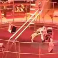 Ρωσία: Λιοντάρι δάγκωσε άγρια θηριοδαμαστή σε τσίρκο (vid)